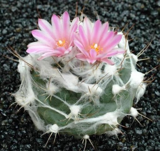 Turbinicarpus_lauii